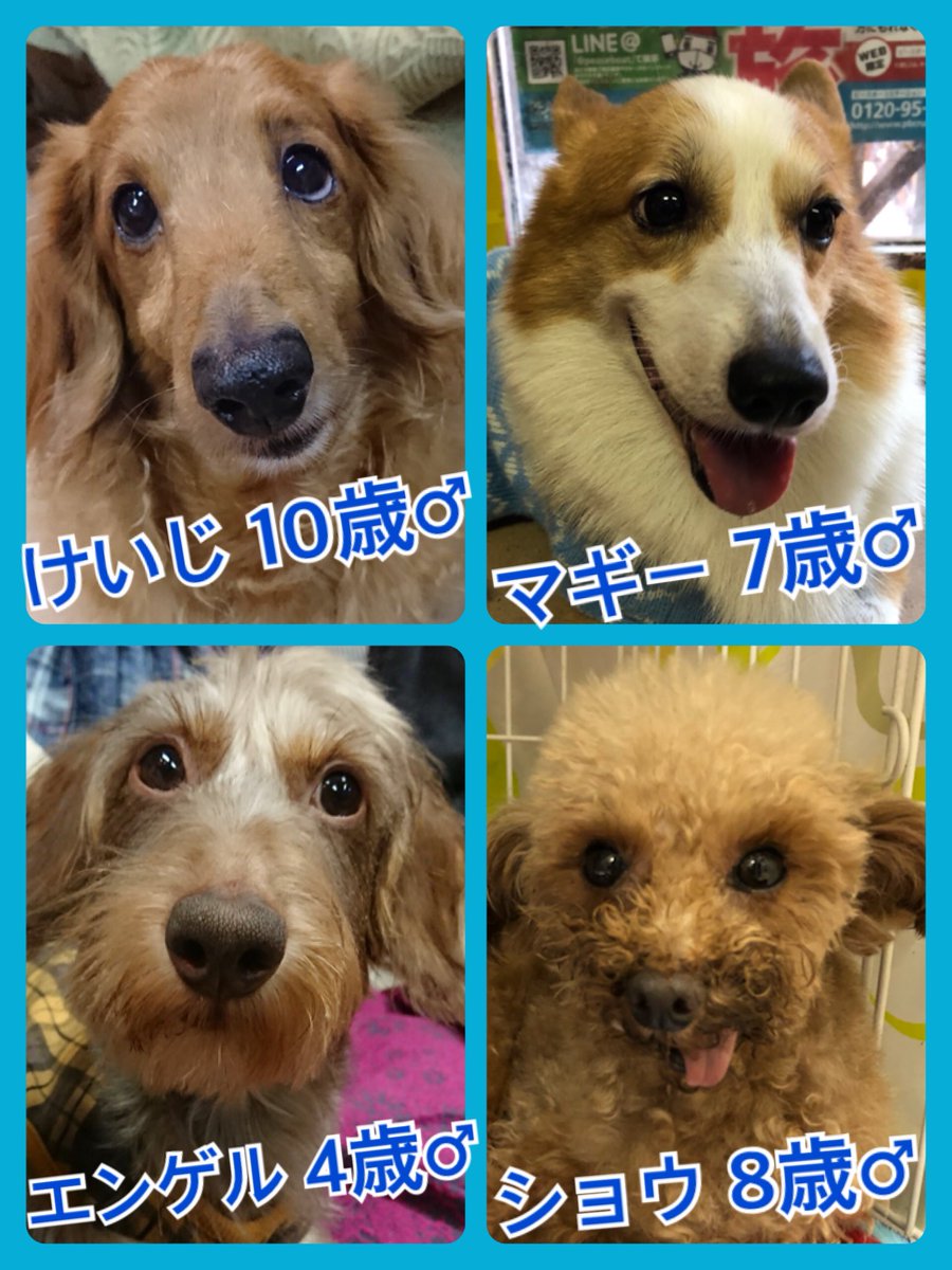🐾今日の里親様募集中ワンコ🐶メンバーです🐾2018,11,20